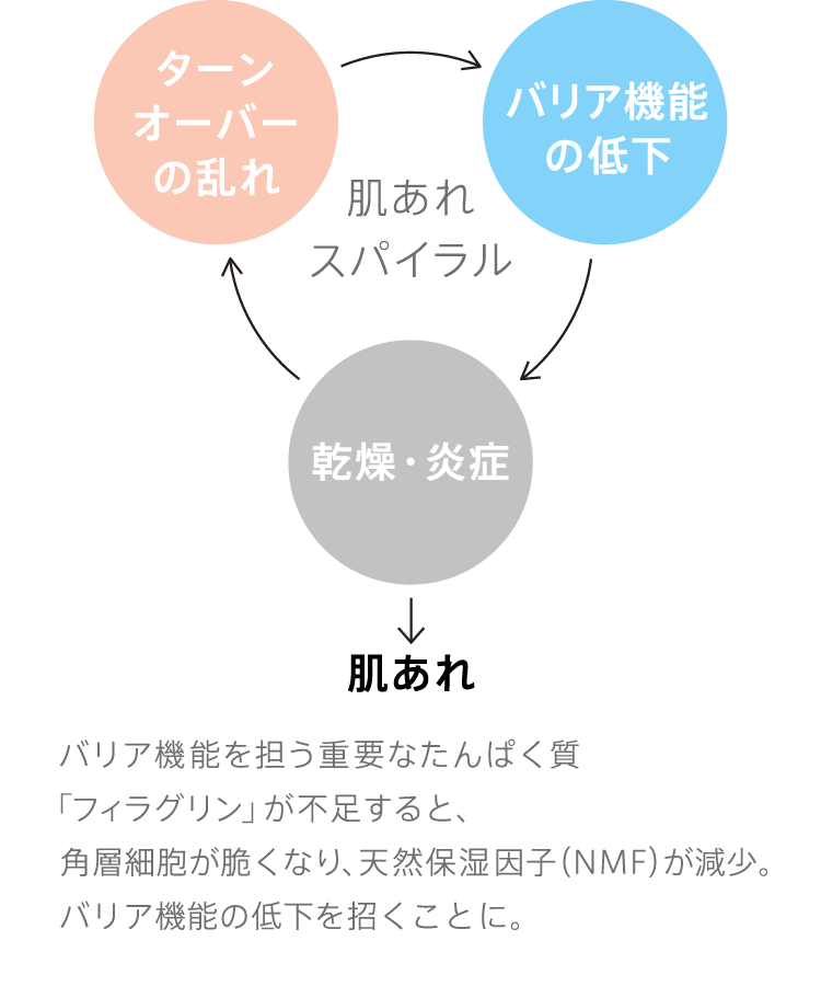 
              バリア機能を担う重要なたんぱく質「フィラグリン」が不足すると、角層細胞が脆くなり、天然保湿因子（NMF）が減少。バリア機能の低下を招くことに。
              