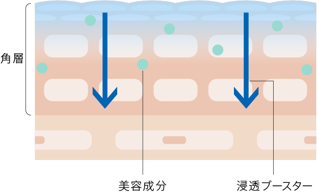 うるおいが巡る角層