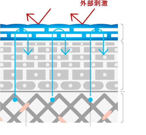 若々しくすこやかな肌