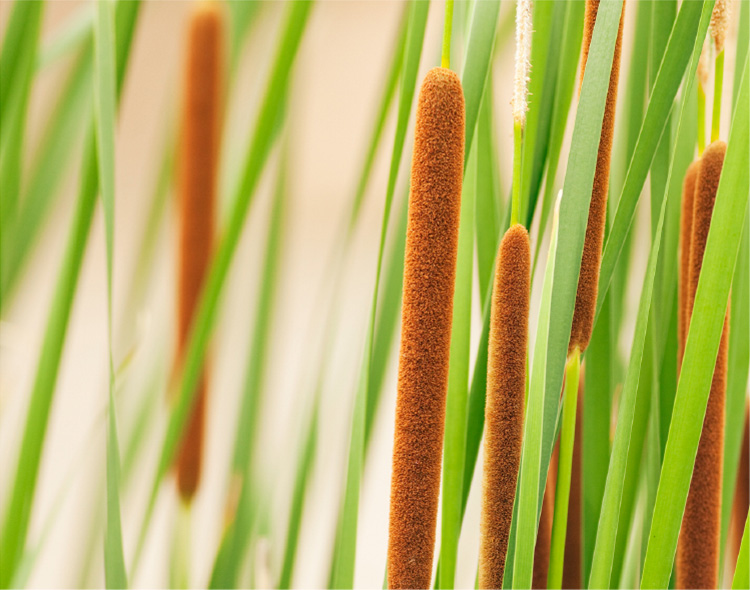 「ヒメガマ」の穂の画像