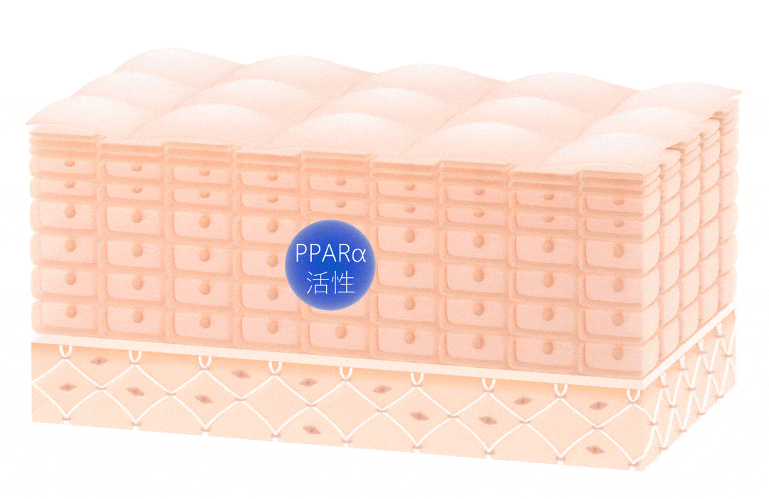 活性化したPPARαが、肌のターンオーバーを調整しているイメージ画像