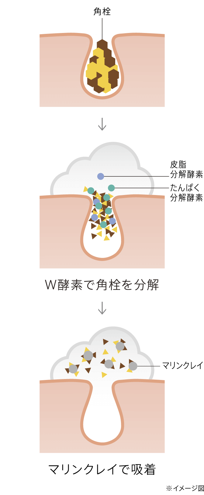 W酵素で角栓を分解し、マリンクレイで吸着
