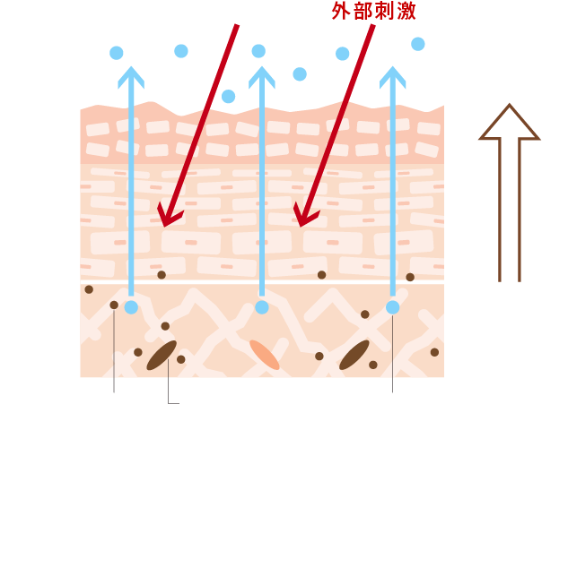 年齢を感じはじめた肌